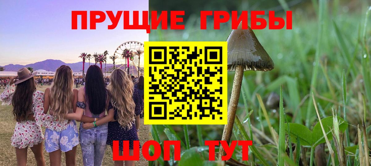 Псилоцибиновые грибы GOLDEN TEACHER Невинномысск